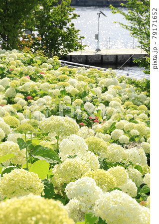 お台場の紫陽花 水の広場公園 お台場の紫陽花 水の広場公園 79171652