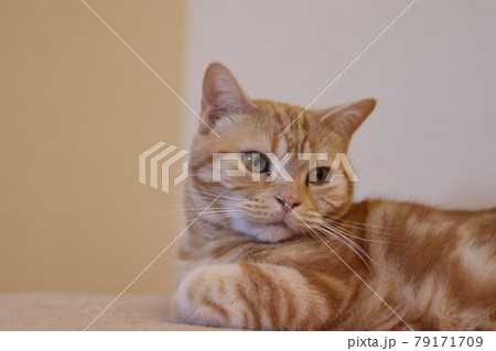 振り返る猫アメリカンショートヘアレッドタビー 79171709
