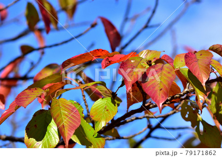 桜の葉の紅葉 79171862