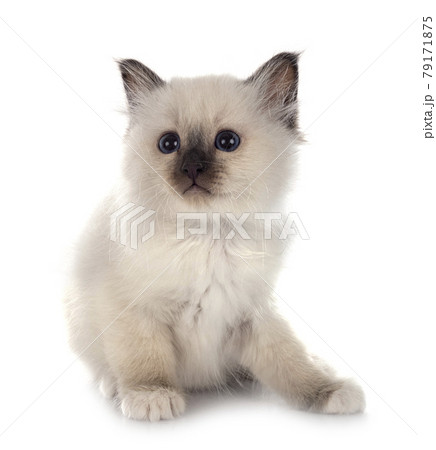 birman kitten in studio birman kitten in studio 79171875