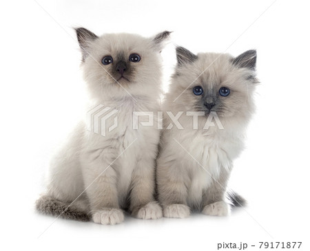 birman kitten in studio birman kitten in studio 79171877