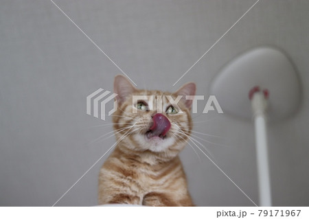 キャットタワー上で鼻をペロリする猫アメリカンショートヘアレッドタビー 79171967