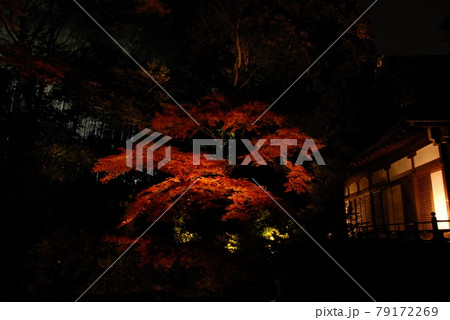 京都・高台寺の夜間拝観でライトアップされる紅葉 京都・高台寺の夜間拝観でライトアップされる紅葉 79172269