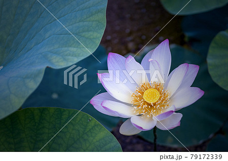 ハスの花 79172339