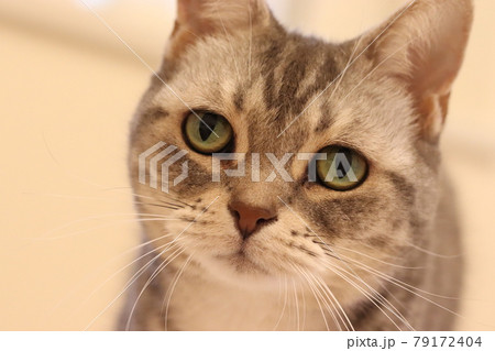 美しいグリーンアイで見つめてくる猫アメリカンショートヘアブルータビー 79172404