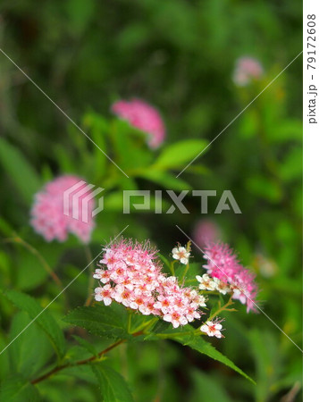 初夏の朝の公園に咲くシモツケの花 79172608