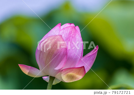 蓮のつぼみ 79172721