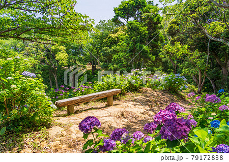 （静岡県）アジサイ咲く、下田公園 79172838