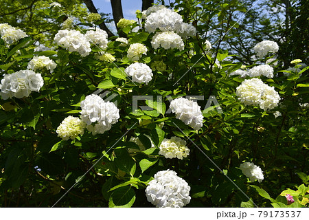 【兵庫県三田市】かさやアジサイ園の紫陽花 【兵庫県三田市】かさやアジサイ園の紫陽花 79173537