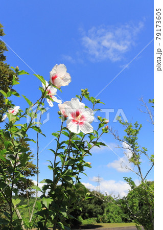 ムクゲ　白い花と青空 79173605