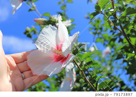 ムクゲ　白い花と手 79173897