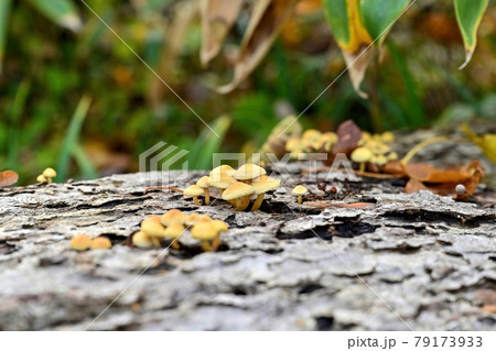 半月湖の遊歩道で見つけた倒木の上で育つキノコ＠北海道 79173933