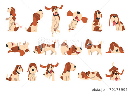 Big Set of Beagle Dogs in Different Poses, Cute Funny Dog with Brown White Coat and Long Ears Cartoon Vector Illustration 79173995