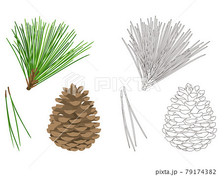 松ぼっくりのパステル画 無料フリー素材】背景透過 水彩風&線画 まつぼっくりのイラスト
