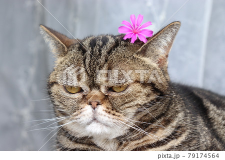 面倒くさい表情の不機嫌鼻ぺちゃ猫アメリカンショートヘアブラウンタビー 79174564