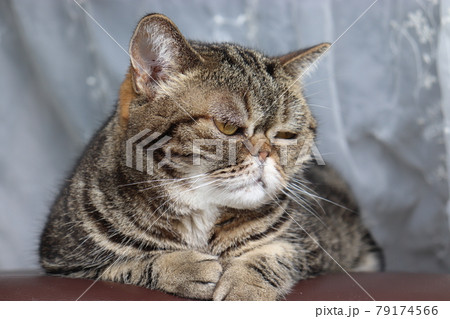 穏やかな表情の鼻ぺちゃ猫アメリカンショートヘアブラウンタビー 79174566