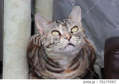 身を乗り出して外を見る猫アメリカンショートヘアシルバーパッチドタビー 身を乗り出して外を見る猫アメリカンショートヘアシルバーパッチドタビー 79174567