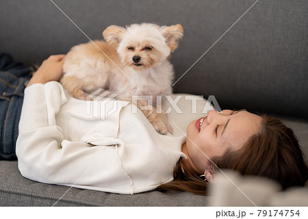 若い女性の胸の上で寝る小型犬 ポメプーの写真素材
