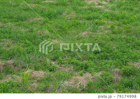 草原　野原　雑草　土地 79174998