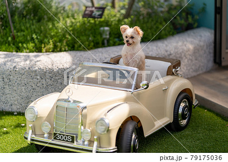 車を運転する犬 79175036