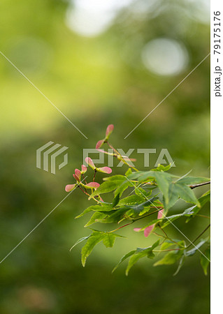 モミジの種と緑のコピースペース 79175176