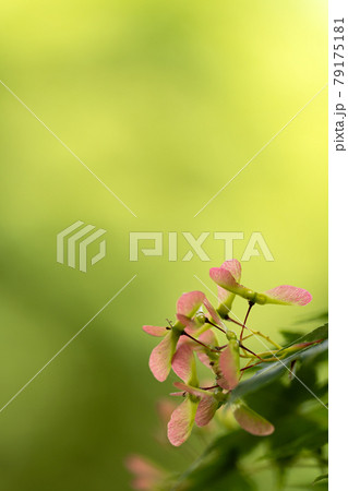 モミジの種と緑のコピースペース 79175181