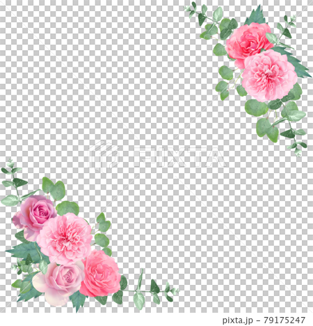 美麗的月季花草白色背景插畫素材，色彩柔和的矢量素材 79175247