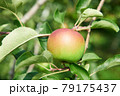 果樹園のリンゴ 79175437