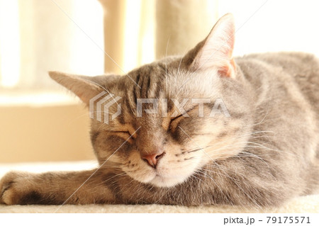 陽だまりで気持ちよく寝る猫アメリカンショートヘアブルータビー 79175571