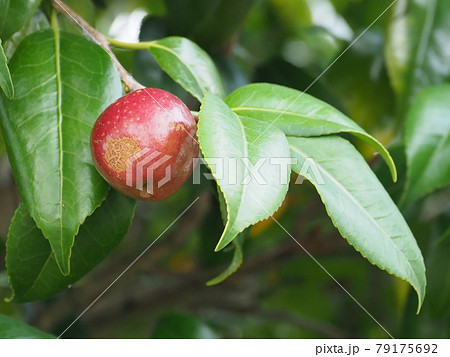 椿油イメージ（ツバキの実） 79175692