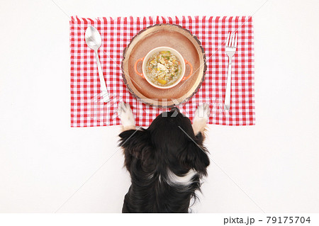 手作りリゾットの前で食事を待つ黒いロングコートチワワ 79175704