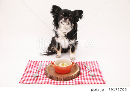 手作りリゾットの前で食事を待つ黒いロングコートチワワ 79175706