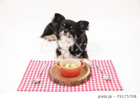 手作りリゾットの前で食事を待つ黒いロングコートチワワ 79175708