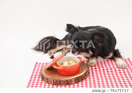 手作りリゾットをつまみ食いしようとする黒いロングコートチワワ 79175717