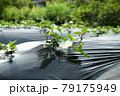 畑 79175949