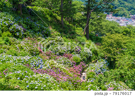 (静岡県)アジサイ咲く、下田公園・眼下に下田の街並み (静岡県)アジサイ咲く、下田公園・眼下に下田の街並み 79176017