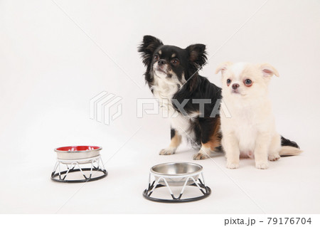 ペットフードの前で飼い主の許可を待つ2頭のチワワ 79176704