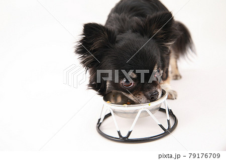 食事中のロングコートチワワ 79176709