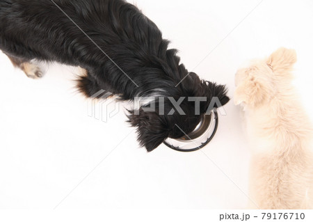 食事中のロングコートチワワ 79176710