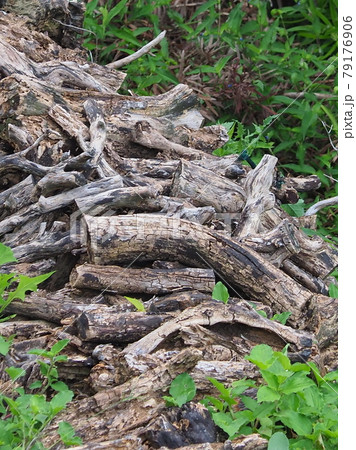 キャンプファイヤー(薪) 79176906