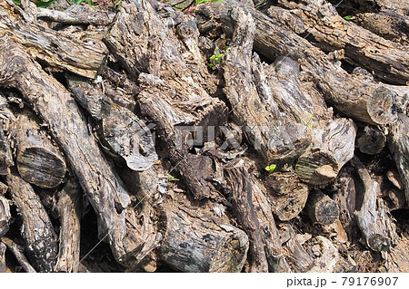 キャンプファイヤー(薪) 79176907