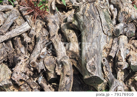 キャンプファイヤー(薪) キャンプファイヤー(薪) 79176910