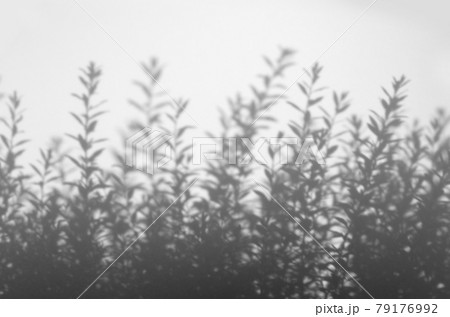 風に揺れる植物 新芽のシルエットのイラスト素材