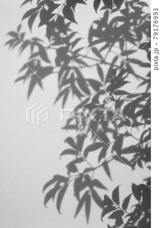 ホワイトボードに写した、樹木の葉 79176993