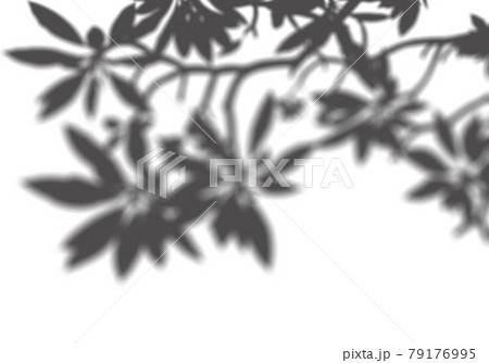 ホワイトボードに写した、プルメリアの葉 79176995