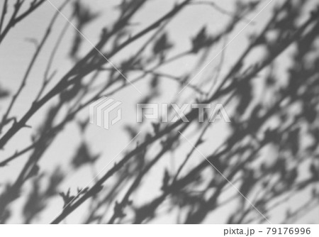 葉っぱの影、日差しのイメージ 79176996