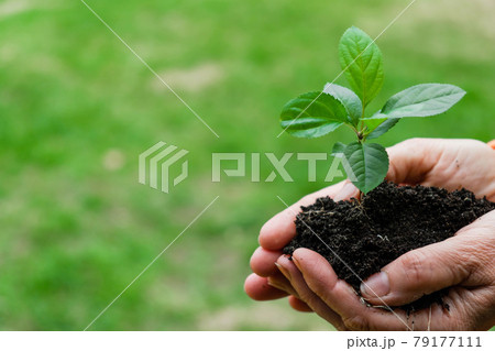 Close-up of an elderly woman's hands with an apple tree sprout. Grandma holding a plant outdoors. Close-up of an elderly woman's hands with an apple tree sprout. Grandma holding a plant outdoors. 79177111