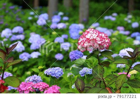 茨城県北茨城市 北茨城あじさいの森 森の中の紫陽花 茨城県北茨城市 北茨城あじさいの森 森の中の紫陽花 79177221