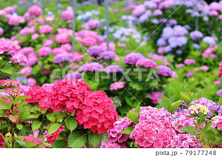 茨城県北茨城市　北茨城あじさいの森の紫陽花の群生 79177248