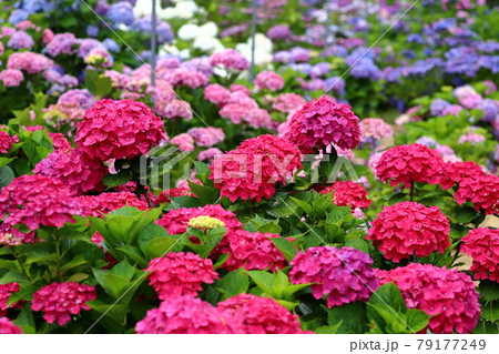 茨城県北茨城市　北茨城あじさいの森の紫陽花の群生 79177249